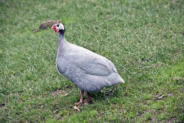 this is a side view of a Helmeted Guinea fowl