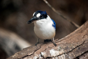 the king fisher is on a log
