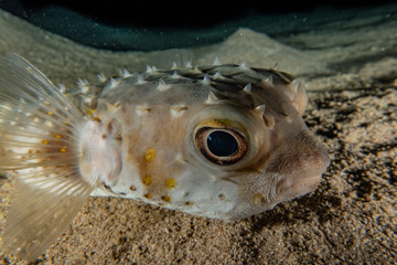 Fish swim in the Red Sea, colorful fish, Eilat Israel © yeshaya