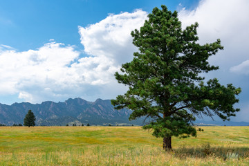 Fototapeta premium Tree isolated and alone in a field with mountains in background