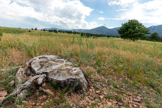 Tree stump in a field with mountains in background