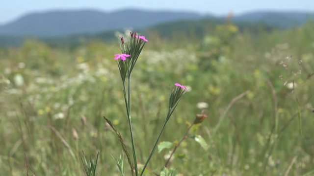 wild carnation in the mountain meadows of the North Caucasus, forbs excluding legumes