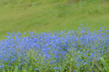 field of blue flowers