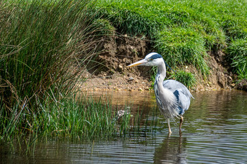 Grey heron ( Ardea cinerea)