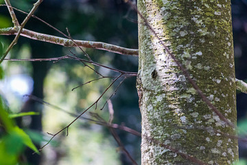  close up texture of birch tree trunk in white, yellow, and gray,