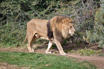 Obraz na płótnie Canvas this is a side view of a lion