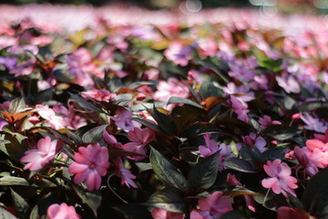 flowers in the garden