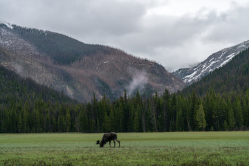 Obraz premium Moose in Rocky Mountain National Park