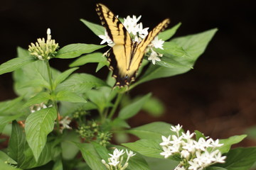 butterfly on flower wings partially opened