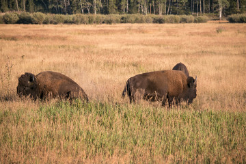 American Buffalo (Bison)