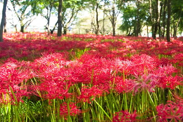 flowers in the garden