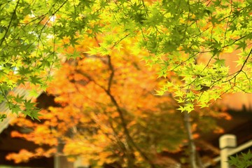 Japanese maple leaves in autumn