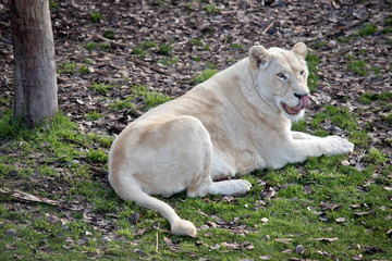 this is a side view of a lioness