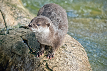 the otter is on a rock