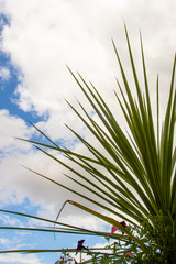 Architectural structure of a cordyline