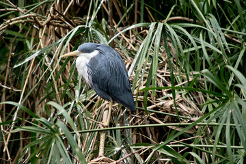 side view of a pied heron resting in the long grass