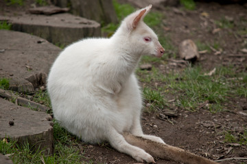 this is a side view of an albino red necked wallaby