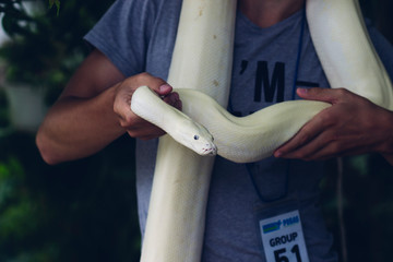 Young white Python snake in the kennel in the Asian national zoo