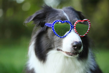 Border collie dog wearing heart shaped American flag sunglasses for 4th of July