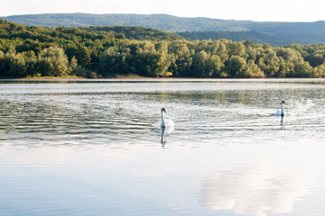 white swans with a flock of small swans on a forest lake