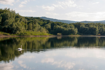 white swans with a flock of small swans on a forest lake