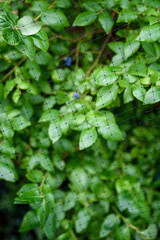 Ripe blueberries growing on a blueberry bush under a protective net