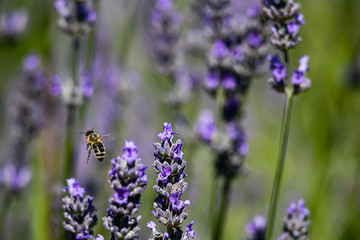 close up of glowing lavender flower twigs with a honey bee