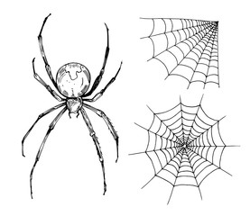 Sketch of spider web. Hand drawn outline with transperent background