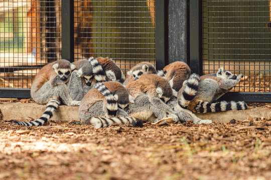 A family of Lemurs huddle together for safety and warmth at a Zoo in the North of the UK - Powered by Adobe