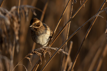Female Reed Bunting on Reeds