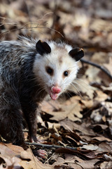 Didelphis virginiana