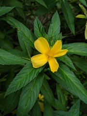 Obraz premium yellow flower in garden