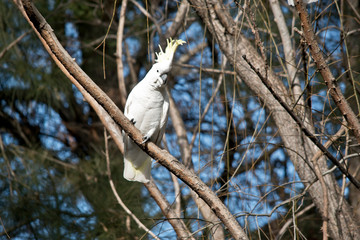 the sulphur crested cockatoo is  showing his yellow feathers