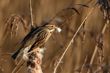 Reed Bunting on Reeds