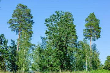 Fototapeta premium Gorgeous landscape view on beautiful sunny summer day. Green trees and plants on blue sky background. Beautiful backgrounds.