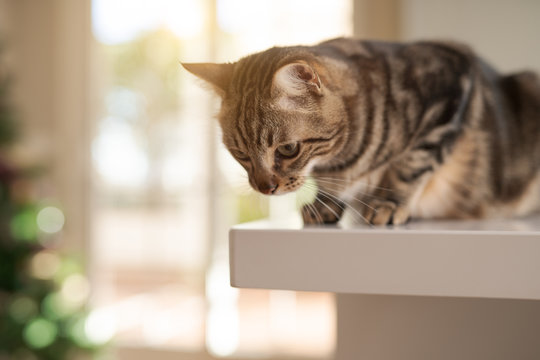 Beautiful short hair cat sitting on white table at home