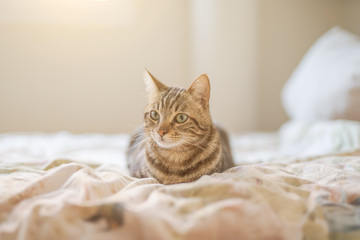 Beautiful short hair cat lying on the bed at home