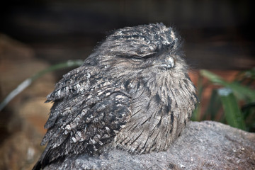 the tawny frogmouth is resting