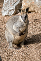 this is a male swap wallaby