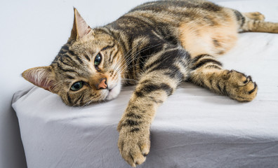 Beautiful short hair cat lying on the bed at home