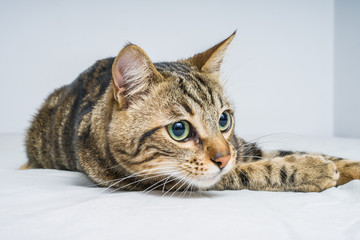Beautiful short hair cat lying on the bed at home
