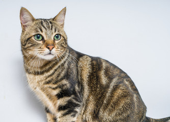 Fototapeta premium Beautiful short hair cat lying on the bed at home