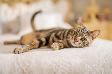 Beautiful short hair cat lying on the bed at home