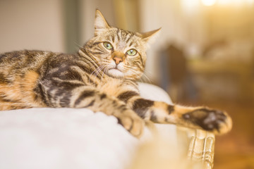 Beautiful short hair cat lying on the bed at home