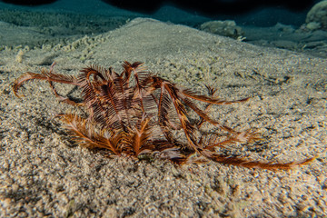 Coral reefs and water plants in the Red Sea, Eilat Israel