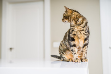 Beautiful short hair cat sitting on white table at home