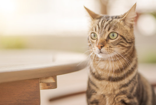 Cute short hair at the garden sittion on a chair outdoors, playing outside on a sunny day