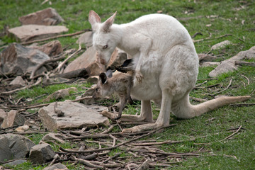 an albino western kangaroo with her brown joey