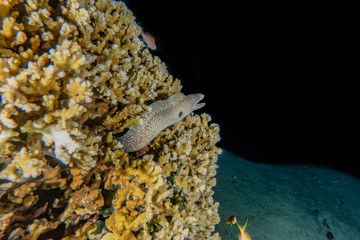Moray eel Mooray lycodontis undulatus in the Red Sea, eilat israel