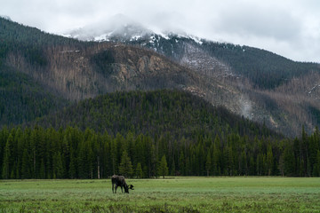 Fototapeta na wymiar Moose in Rocky Mountain National Park